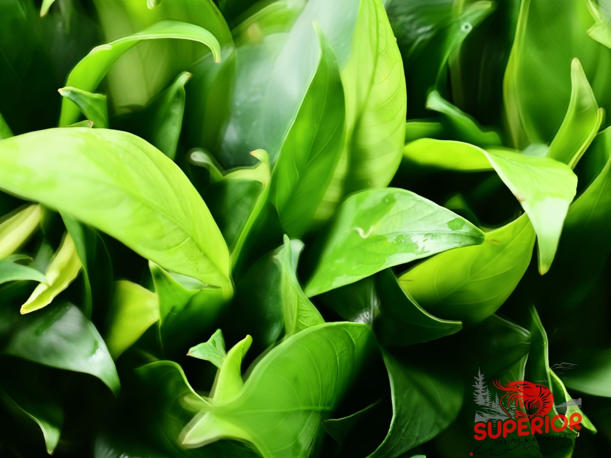 Anubias Barteri ('Congensis') - Superior Shrimp & Aquatics