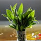 Anubias Barteri ('Congensis') - Superior Shrimp & Aquatics