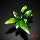 Anubias Barteri ('Congensis') - Superior Shrimp & Aquatics