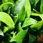 Anubias Barteri ('Congensis') - Superior Shrimp & Aquatics