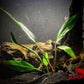 Anubias Barteri ('Frazeri') - Superior Shrimp & Aquatics