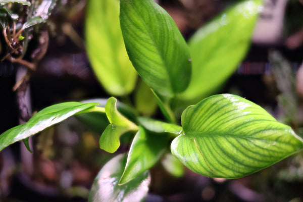 Anubias Barteri ('Gigantea') - Superior Shrimp & Aquatics