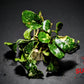 Anubias Barteri ('Marble') - Superior Shrimp & Aquatics