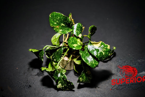 Anubias Barteri ('Marble') - Superior Shrimp & Aquatics