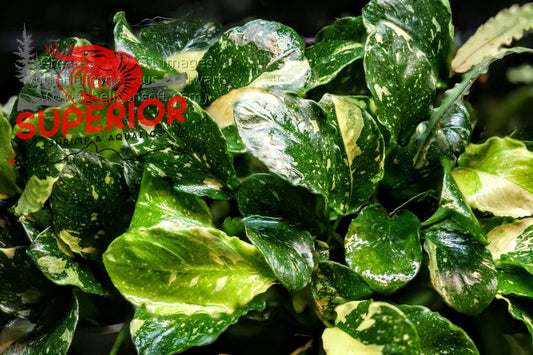 Anubias Barteri ('Marble') - Superior Shrimp & Aquatics