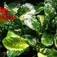 Anubias Barteri ('Marble') - Superior Shrimp & Aquatics