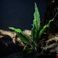 Anubias Barteri ('Minima') - Superior Shrimp & Aquatics