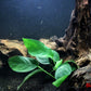 Anubias Barteri ('Nana') - Superior Shrimp & Aquatics