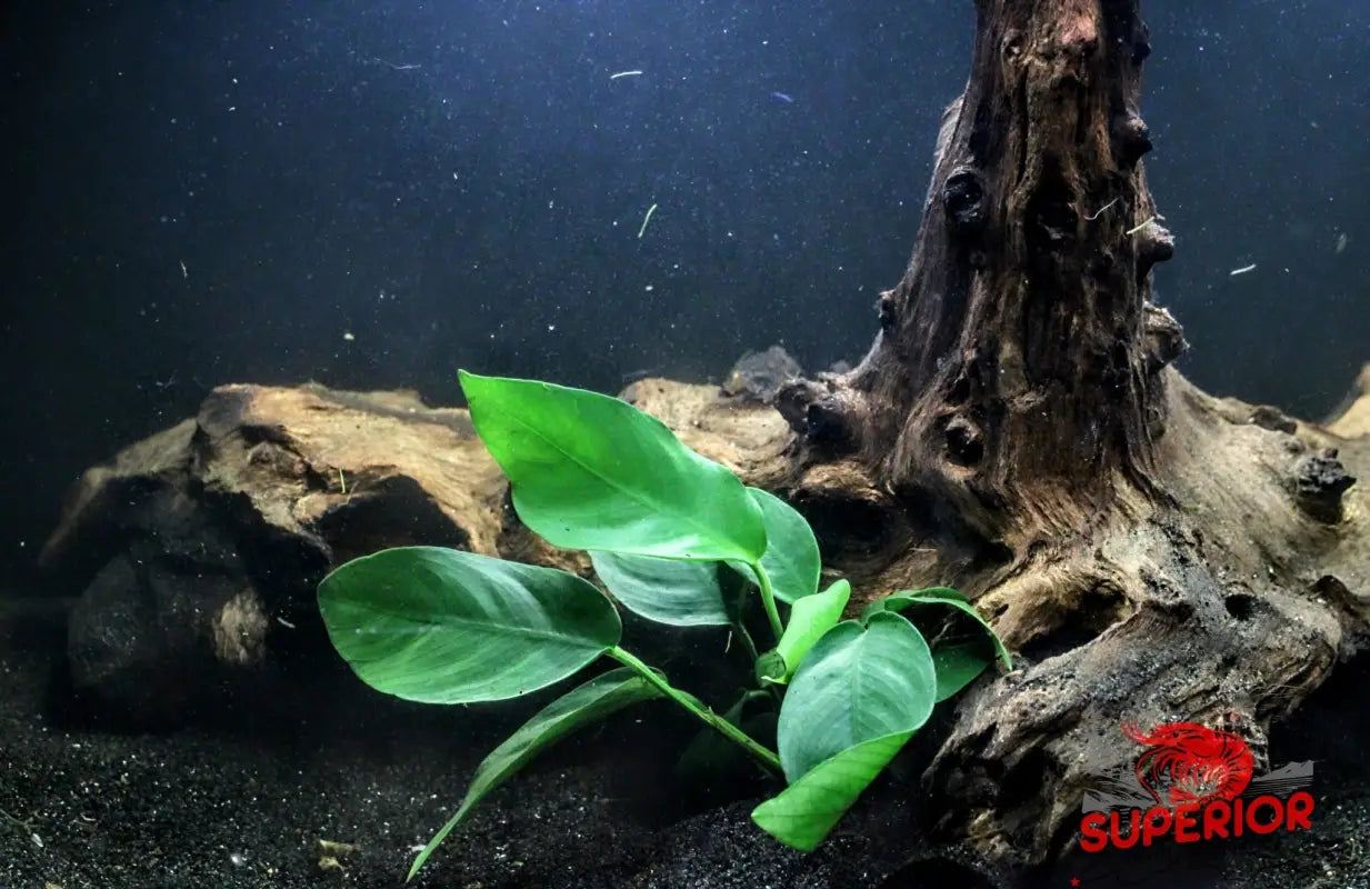Superior Shrimp & Aquatics Anubias Barteri ('Nana')