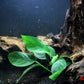 Anubias Barteri ('Nana') - Superior Shrimp & Aquatics