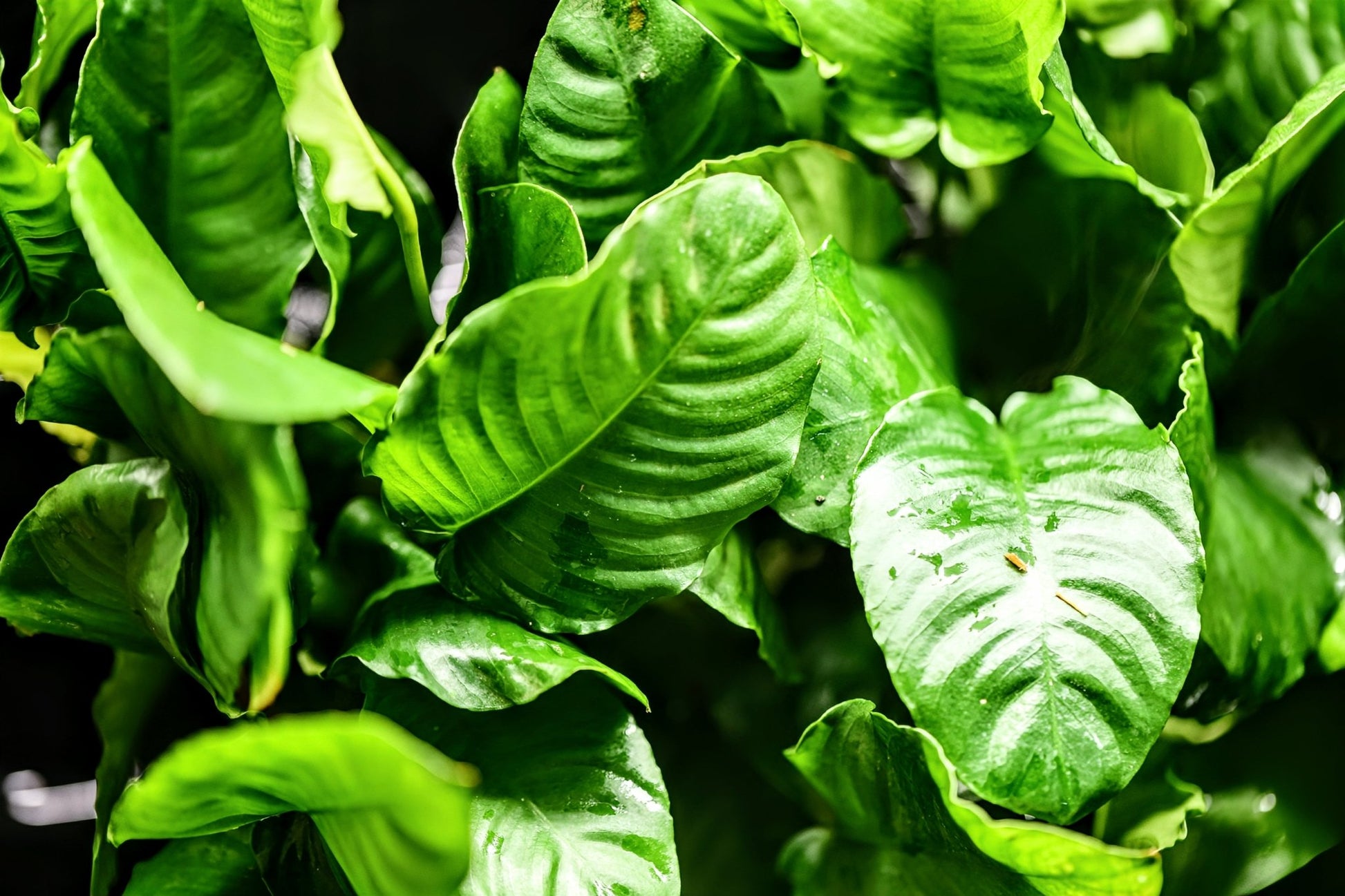 Anubias Barteri ('Wrinkled') - Superior Shrimp & Aquatics