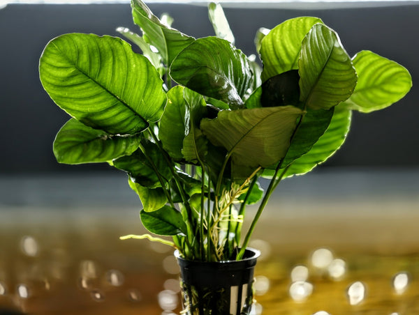 Anubias Barteri ('Wrinkled') - Superior Shrimp & Aquatics