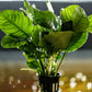 Anubias Barteri ('Wrinkled') - Superior Shrimp & Aquatics
