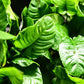 Anubias Barteri ('Wrinkled') - Superior Shrimp & Aquatics