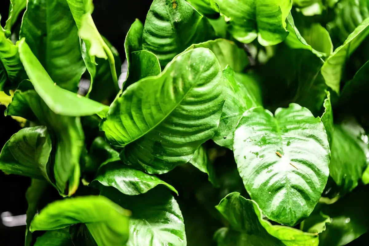 Anubias Barteri ('Wrinkled') - Superior Shrimp & Aquatics