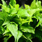 Asian Water Fern (Microsorum pteropus) - Superior Shrimp & Aquatics