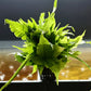 Asian Water Fern (Microsorum pteropus) - Superior Shrimp & Aquatics