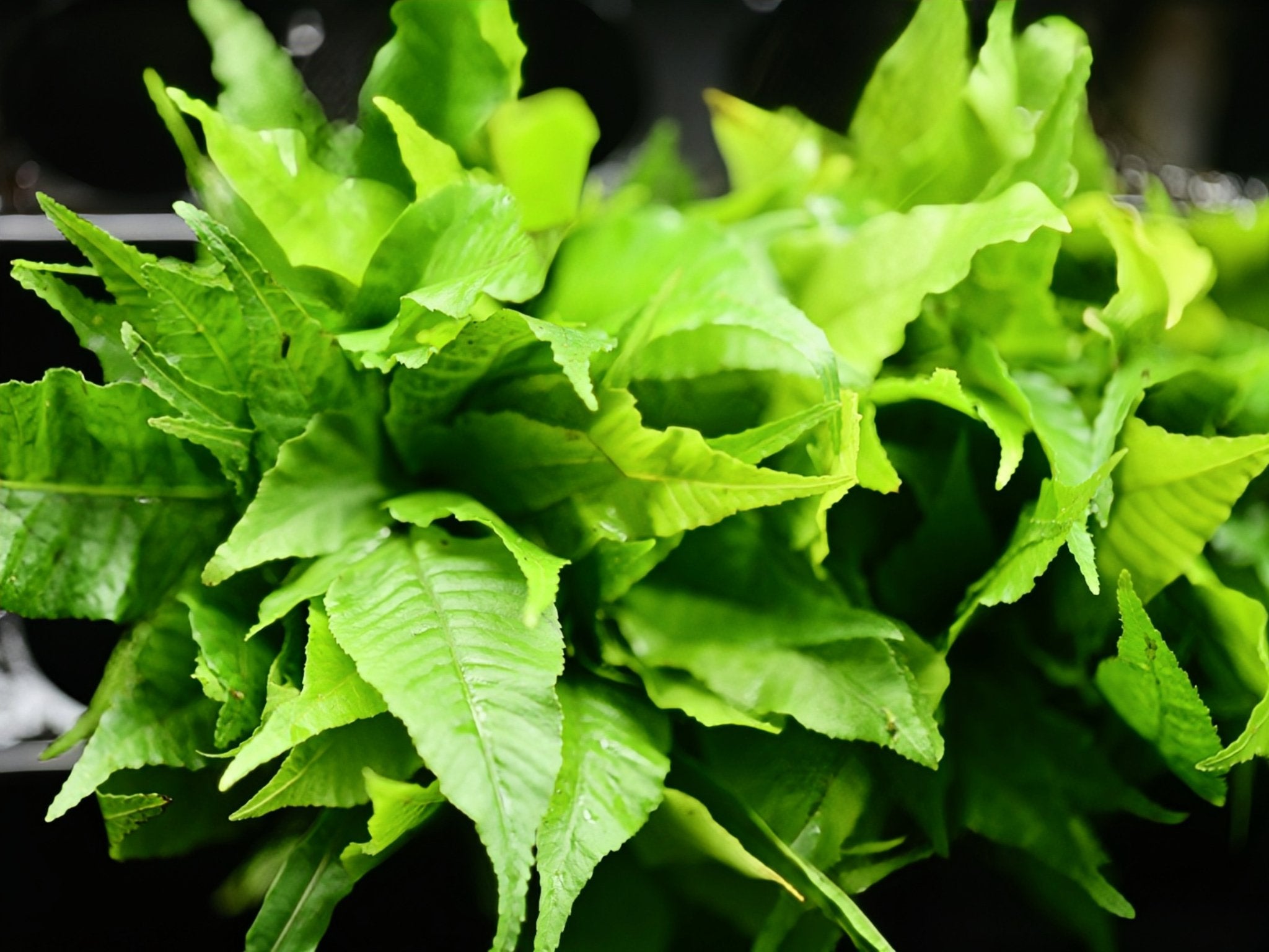 Asian Water Fern (Bolbitis heudelotii)) | Aquatic Plants