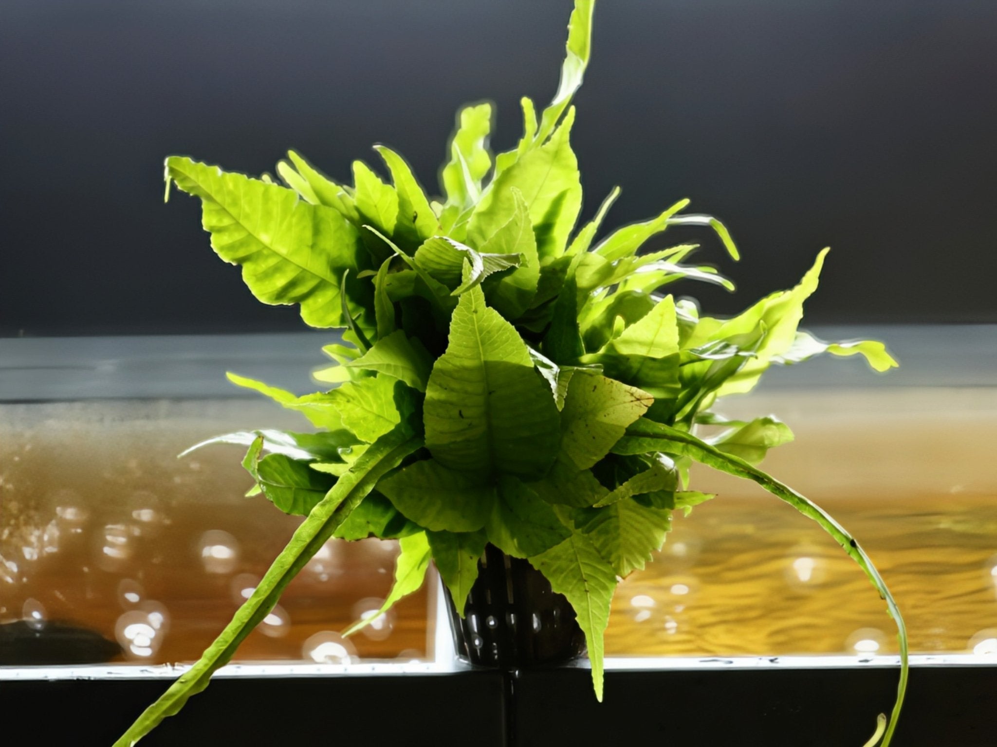 Asian Water Fern (Bolbitis heudelotii)) | Aquatic Plants