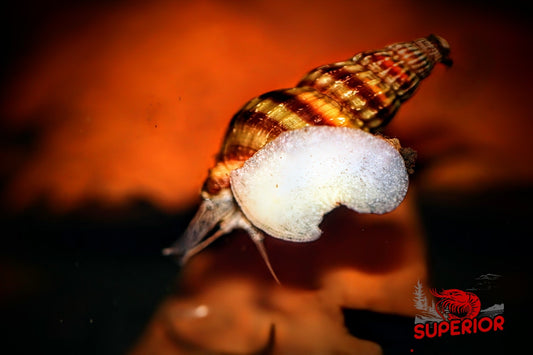 Assassin Snail - Superior Shrimp & Aquatics