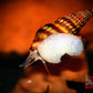 Assassin Snail - Superior Shrimp & Aquatics