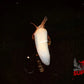 Assassin Snail - Superior Shrimp & Aquatics