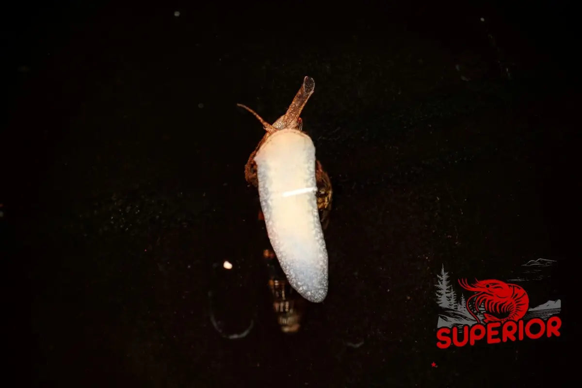 Assassin Snail - Superior Shrimp & Aquatics