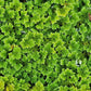 Azolla (Azolla Caroliniana) - Superior Shrimp & Aquatics