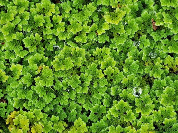 Azolla (Azolla Caroliniana) - Superior Shrimp & Aquatics