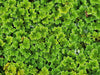 Azolla (Azolla Caroliniana) - Superior Shrimp & Aquatics