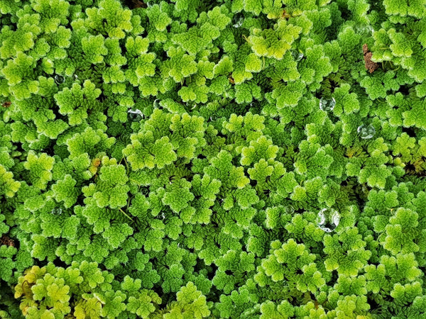 Azolla (Azolla Caroliniana) - Superior Shrimp & Aquatics
