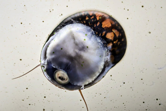 Batik Nerite Snail (Neritina variegata) - Superior Shrimp & Aquatics