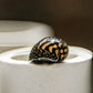 Batik Nerite Snail (Neritina variegata) - Superior Shrimp & Aquatics