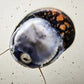 Batik Nerite Snail (Neritina variegata) - Superior Shrimp & Aquatics