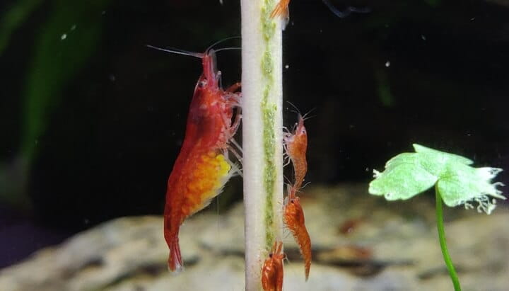 Berried female cherry shrimp carrying eggs under her abdomen