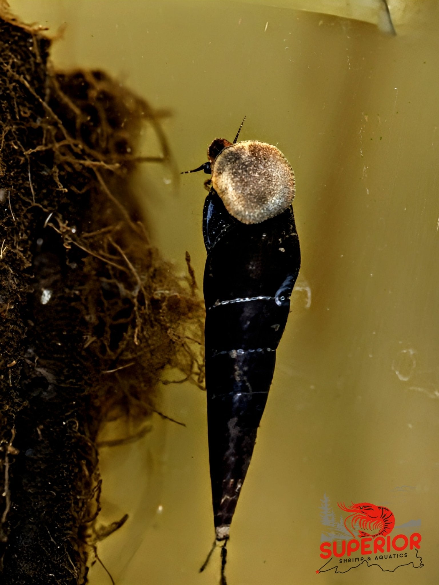 Black Devil Snail (Faunus ater) - Superior Shrimp & Aquatics