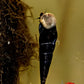 Black Devil Snail (Faunus ater) - Superior Shrimp & Aquatics