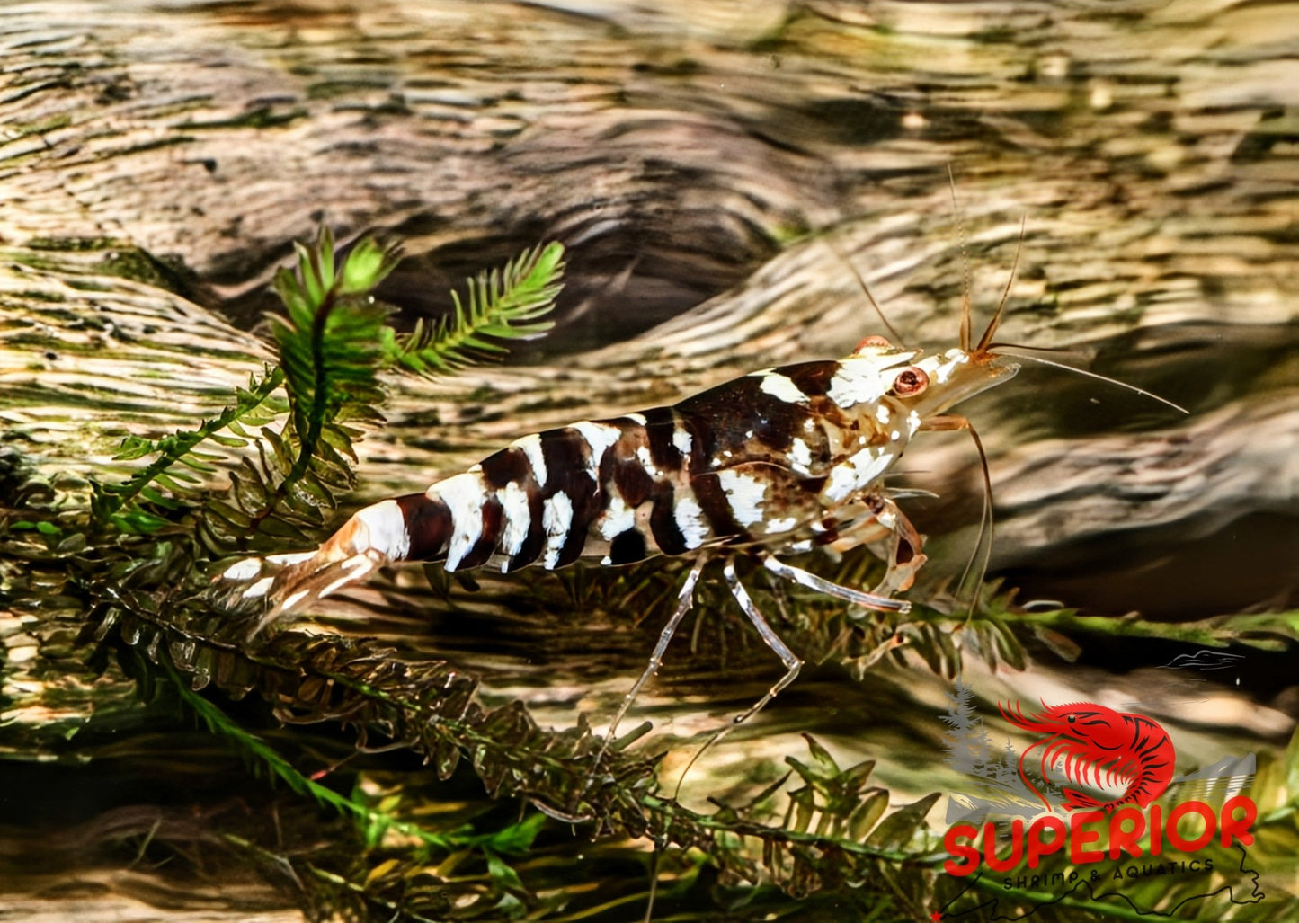 Black Fancy Tiger Shrimp - Superior Shrimp & Aquatics