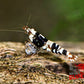 Black Fancy Tiger Shrimp - Superior Shrimp & Aquatics