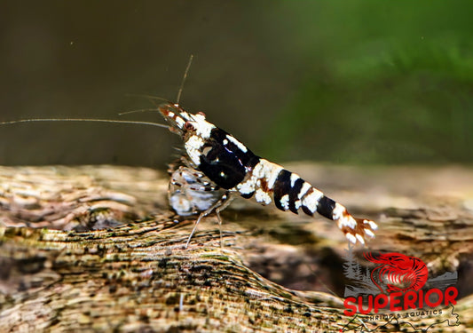 Black Fancy Tiger Shrimp - Superior Shrimp & Aquatics