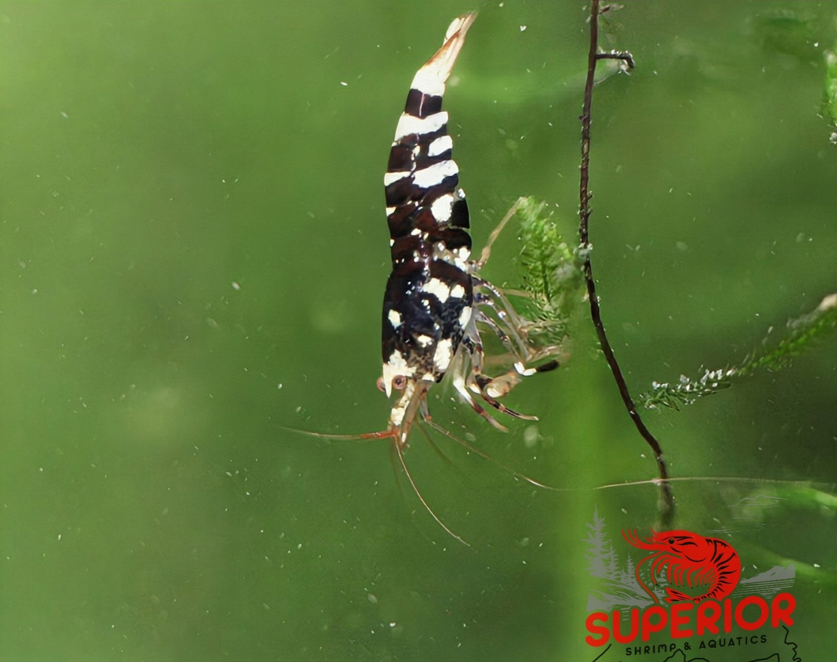 Black Fancy Tiger Shrimp - Superior Shrimp & Aquatics