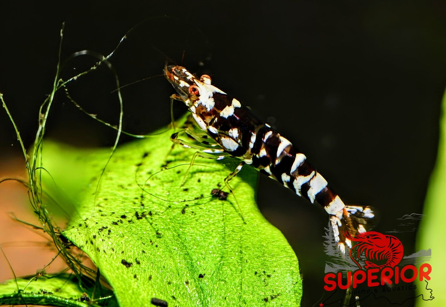 Black Fancy Tiger Shrimp - Superior Shrimp & Aquatics