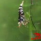 Black Fancy Tiger Shrimp - Superior Shrimp & Aquatics