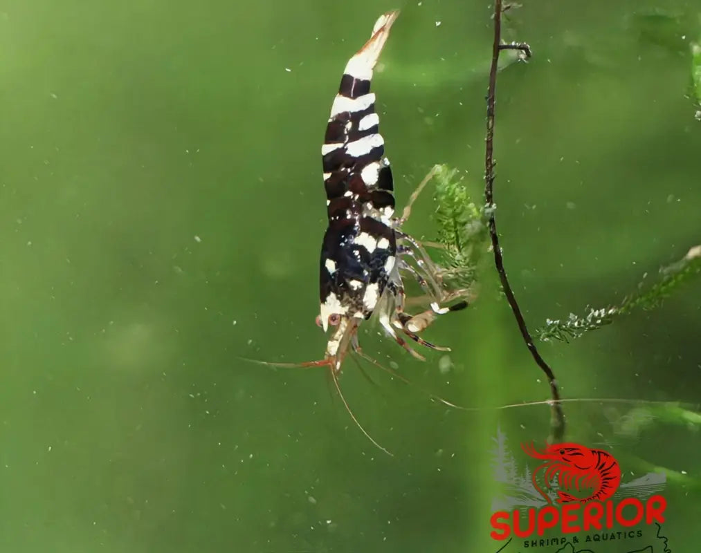 Black Fancy Tiger Shrimp - Superior Shrimp & Aquatics