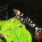 Black Fancy Tiger Shrimp - Superior Shrimp & Aquatics