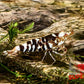 Black Fancy Tiger Shrimp - Superior Shrimp & Aquatics