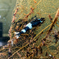 Black King Kong - Superior Shrimp & Aquatics