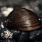 Black Military Helmet Snail (Neritina pulligera) - Superior Shrimp & Aquatics