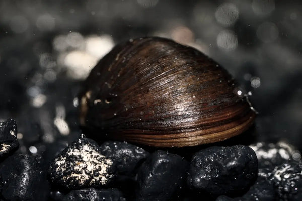 Black Military Helmet Snail (Neritina pulligera) - Superior Shrimp & Aquatics