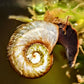 Black Ramshorn Snail - Superior Shrimp & Aquatics